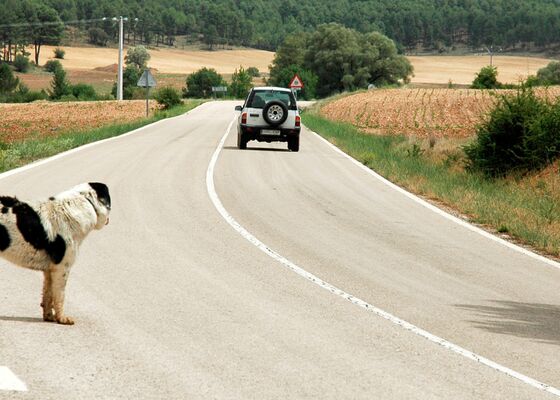 Hond redt baasje na val, Gita trekt aandacht