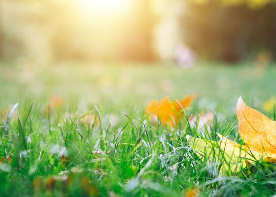 Bladeren vallen nu al van bomen
