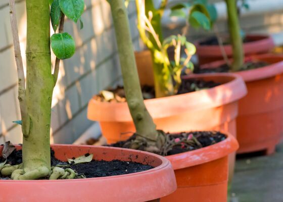 planten potten buiten winter