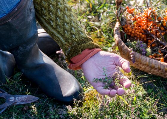 Paddenstoelen plukken, wildplukken regels in de herst