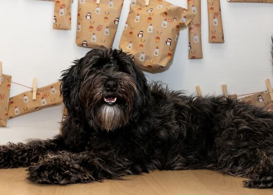 Adventskalender huisdier hond kat