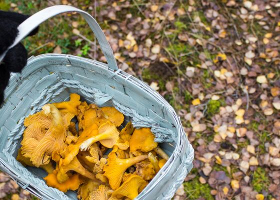 Bossen worden geplunderd, wildplukken in de natuur