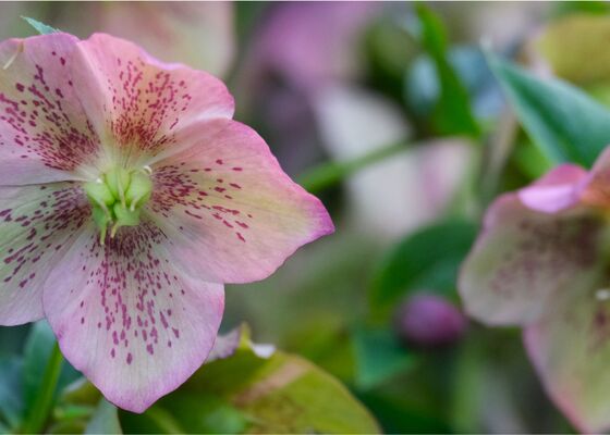 helleborus