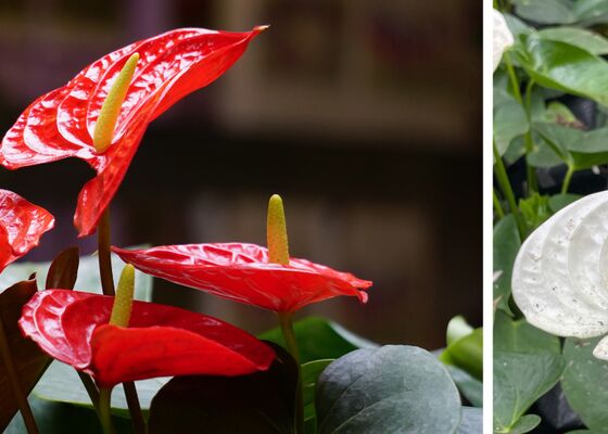 anthurium flamingoplant allergisch