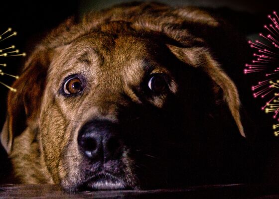 Dieren staan doodsangsten uit tijdens de jaarwisseling.
