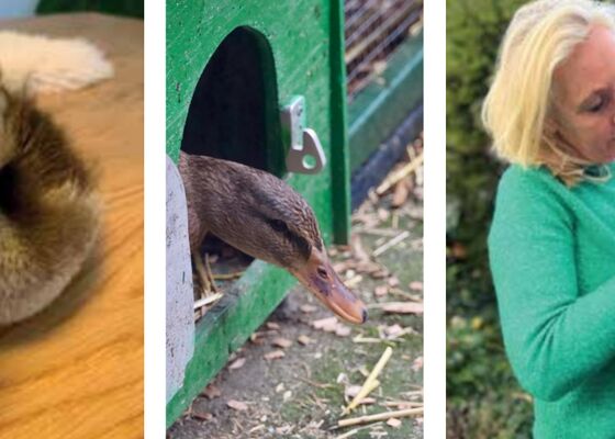 geen eend op kerstmenu