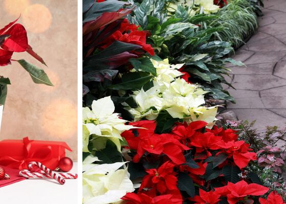 kerstkamerplanten in de tuin zetten