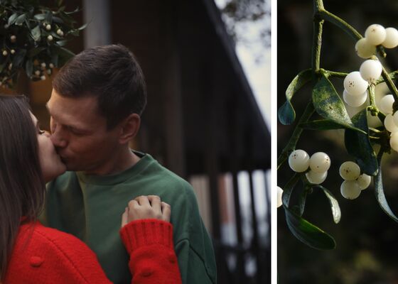 mistletoe maretak