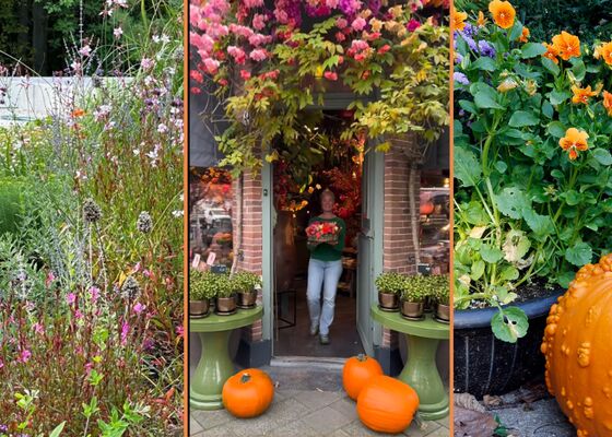 Groenfluencers om te volgen: van oude tv helden tot jonge blaadjes
