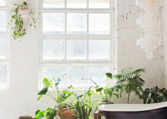 schimmelwerende kamerplanten