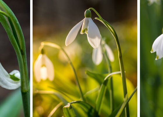 Sneeuwklokjes hortus