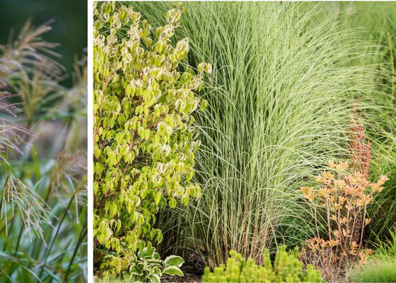 planten voor een natte tuin
