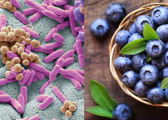 Blauwe bessen listeria bacterie