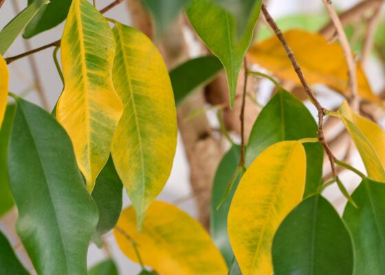 Gele bladeren kamerplanten
