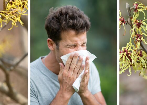 hooirkoorts door pollen hazelaar