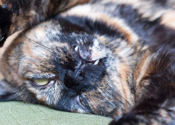 Kat vergiftigd? Hoe herken je de symptomen?