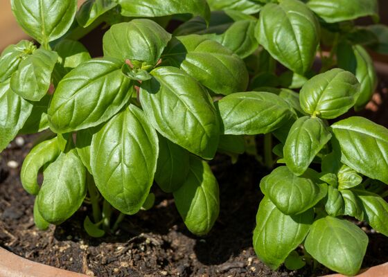 Basilicum