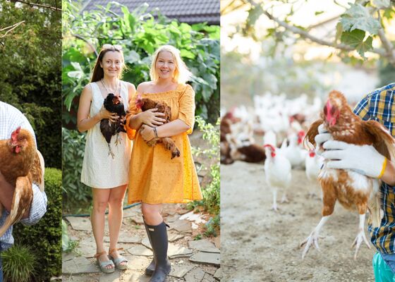 Kippenproject Colmar Frankrijk