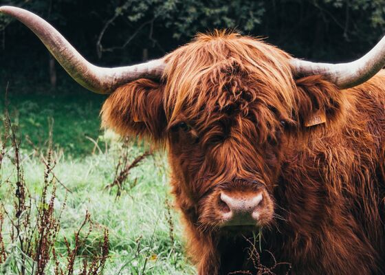Schotse Hooglanders vallen wandelaars aan