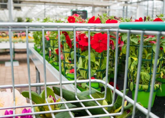 groene lentekriebels