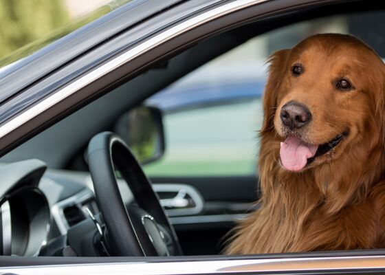 hond vervoeren auto