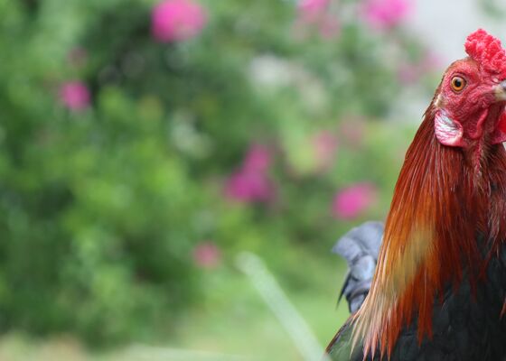 planten die kippen niet eten giftig