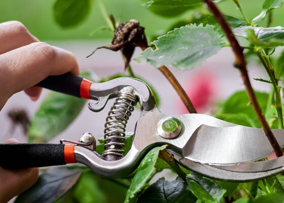 Tuin planten snoeien maart voorjaar