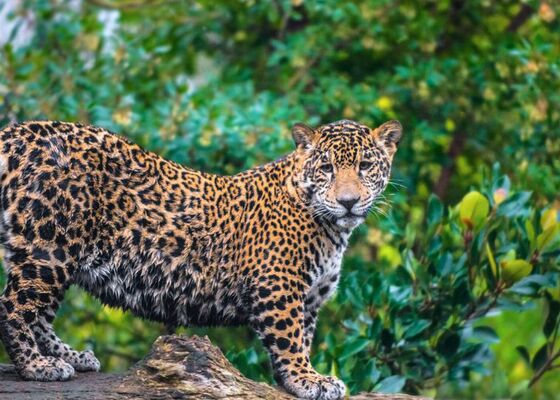 aanhoudende gebruik van bedreigde diersoorten in traditionele medicijnen