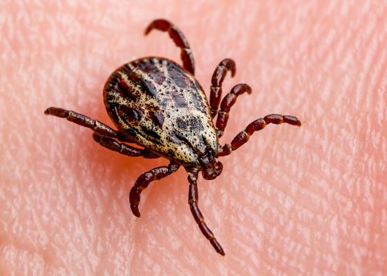 Teek teken week van de teek