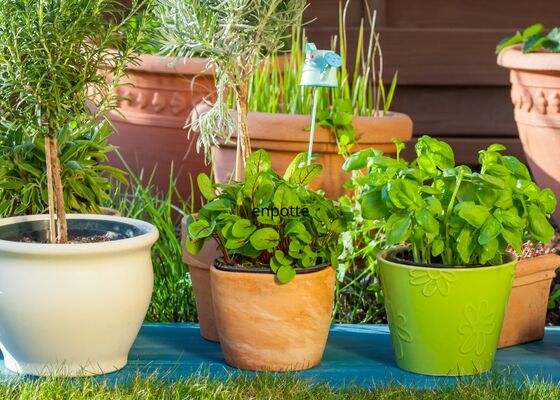 Plantenpotten bloempotten