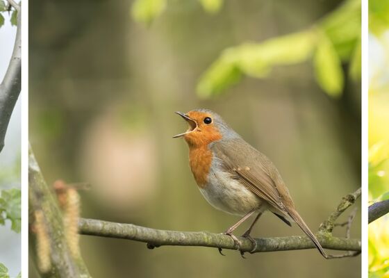 Vogelgeluiden herkennen met een app