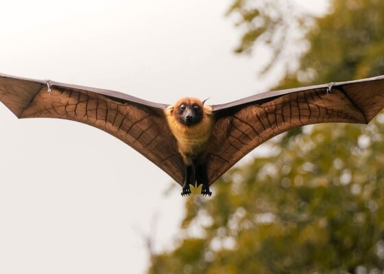 Bescherming vleermuizen
