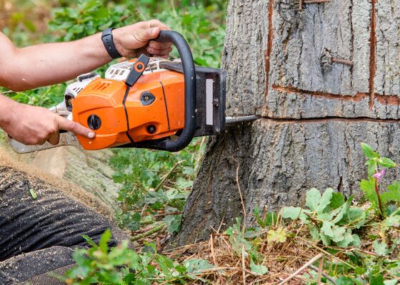 Grote boom kappen in eigen tuin
