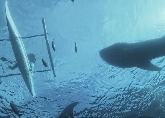 Reuzenhaai gespot in Marbella