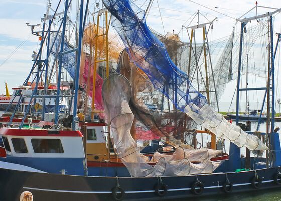 Volendammer vis Keuringsdienst van waarde