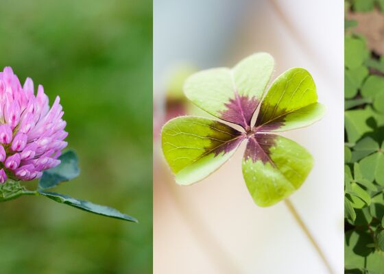klaver soorten in Nederland geluksklaver