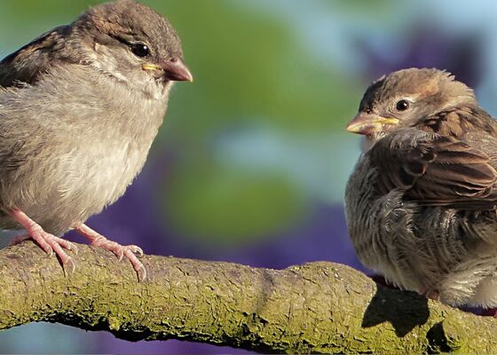 mussen-mussenmagnaten