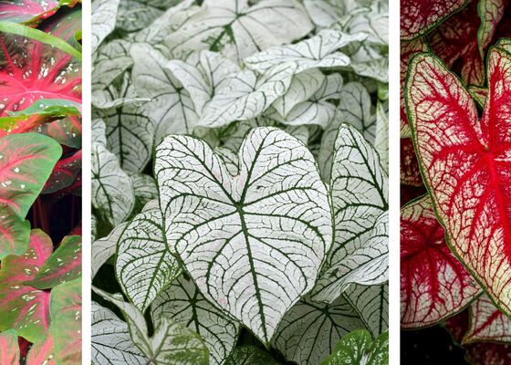 Caladium