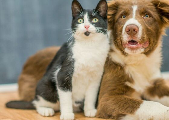 Pas op met berkensuiker honden en katten