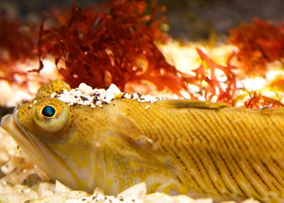 giftige vissen pieterman pietermannen