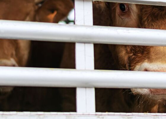Verbod op lange dierentransporten
