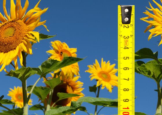 hoogste zonnebloem