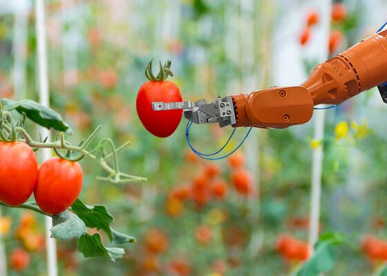 AI tomaten glastuinbouw