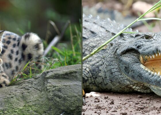 Criminelen gek op exotische dieren