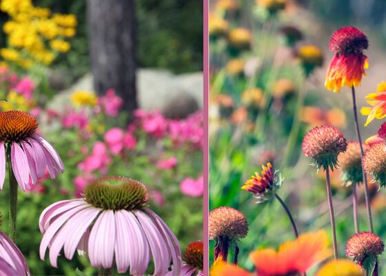 Echinacea (zonnehoed) steelt de show: geneeskrachtige werking en magneet voor bijen