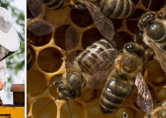 Bijen versus hoornaar