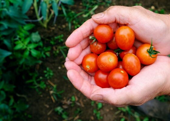 Tomaten plukken oogsten
