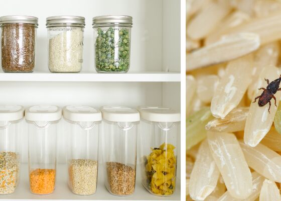 beestjes in voorraadkast