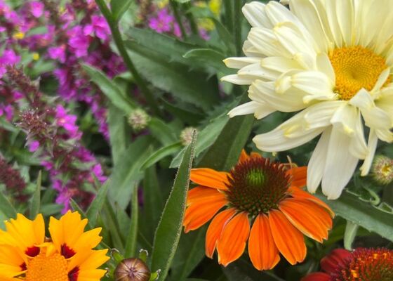 indian summer planten