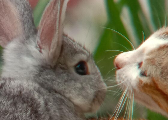 kat bijt konijn dood